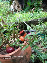 Heliconius erato adana