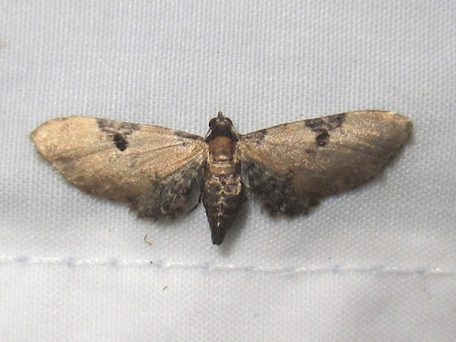Eupithecia subtilis image