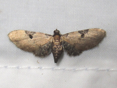 Image of Eupithecia subtilis