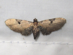 Eupithecia subtilis