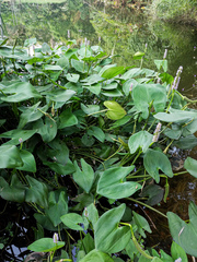 Pontederia sagittata