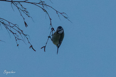 Cyanistes caeruleus