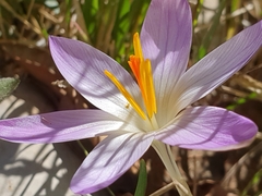 Crocus versicolor