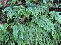 Selaginella flabellata