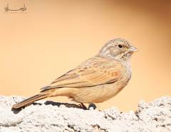 Emberiza striolata