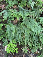 Selaginella flabellata