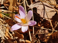 Crocus versicolor
