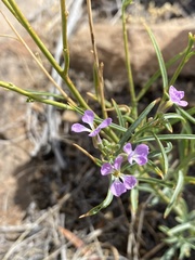 Hesperidanthus linearifolius