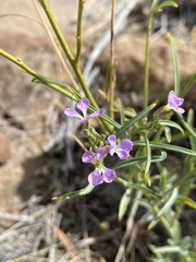 Hesperidanthus linearifolius