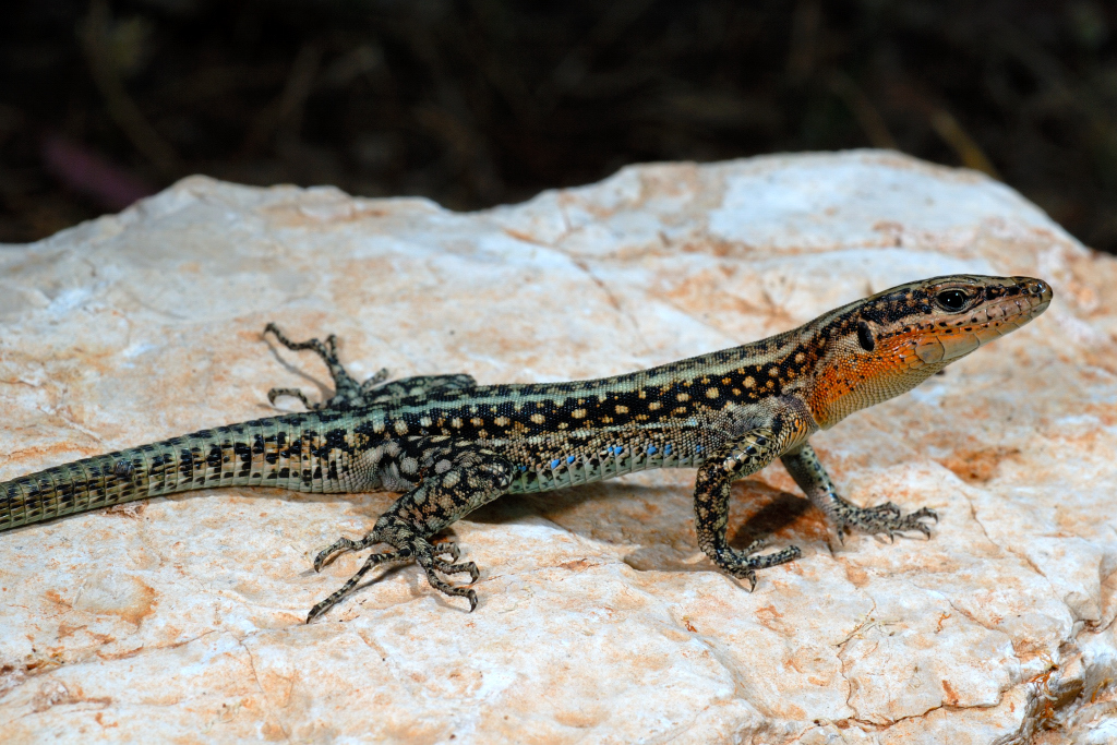 Pelasgian Rock Lizard