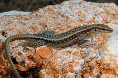 Pelasgian Rock Lizard photo 3
