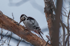 Dendrocopos leucotos