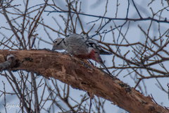 Dendrocopos leucotos