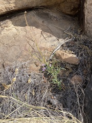 Hesperidanthus linearifolius