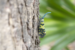 Pyrops viridirostris