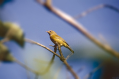 Leiothlypis celata orestera