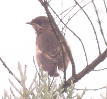 Moorland Chat (Pinarochroa sordida), photo 5