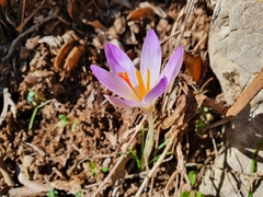 Crocus versicolor