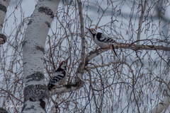 Dendrocopos leucotos