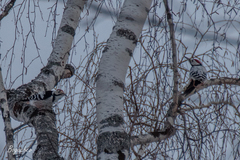 Dendrocopos leucotos