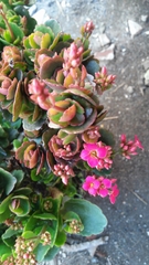 Kalanchoe