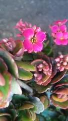 Kalanchoe