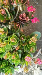 Kalanchoe