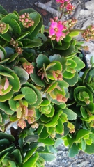 Kalanchoe