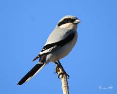 Lanius excubitor