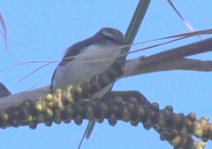 Anthreptes orientalis