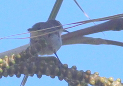 Anthreptes orientalis