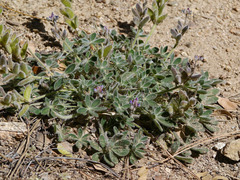 Lupinus huachucanus