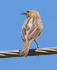 Cisticola natalensis