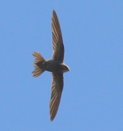 Mottled Swift (Tachymarptis aequatorialis), photo 6