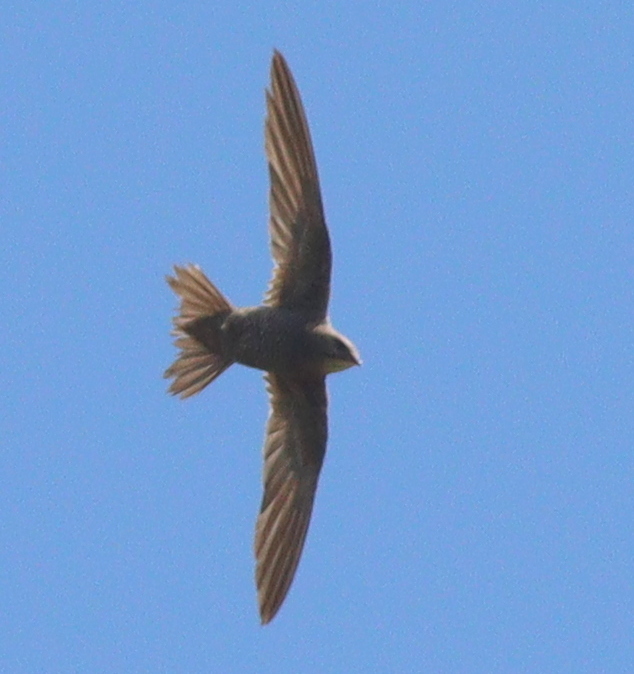 Mottled Swift (Tachymarptis aequatorialis), photo 1