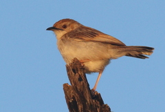 Cisticola marginatus