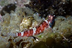 Enneapterygius rufopileus