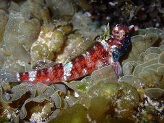 Enneapterygius rufopileus
