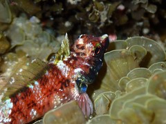 Enneapterygius rufopileus