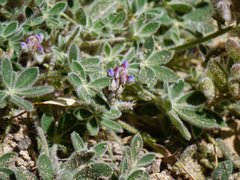 Lupinus huachucanus
