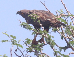 Circaetus