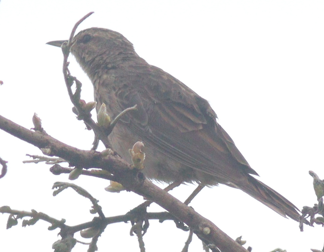 Long-billed Pipit illustration