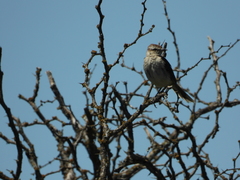 Mimus saturninus