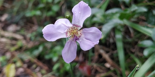 Alophia silvestris (Alophia silvestris)