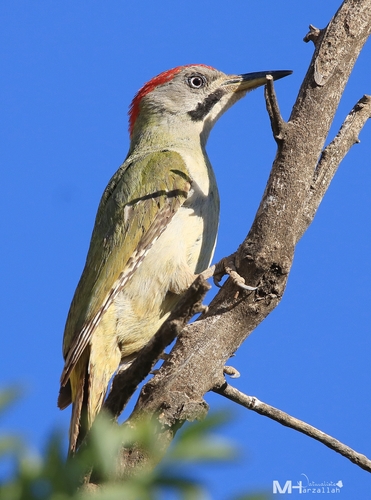 Pito bereber (Picus vaillantii)