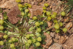 Chamaesciadium acaule