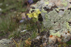 Pedicularis armena