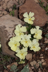 Viola oreades