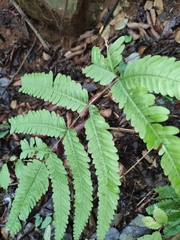Pteris oshimensis