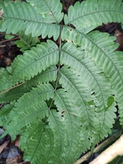 Pteris oshimensis